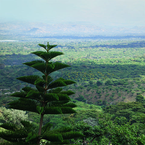 Origin Highlight: El Salvador